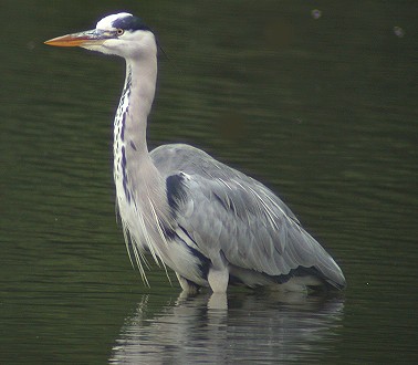 Blauwereiger090903C